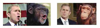Bush and Chimp